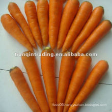 2012 red carrot
